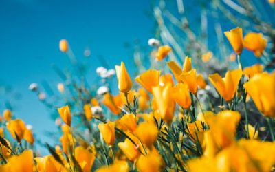 Spring Market Trends in Real Estate: What Buyers and Sellers Can Expect in 2025