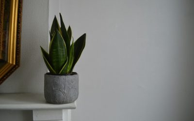 Container Gardening Made Easy: The Easiest Plants to Grow at Home