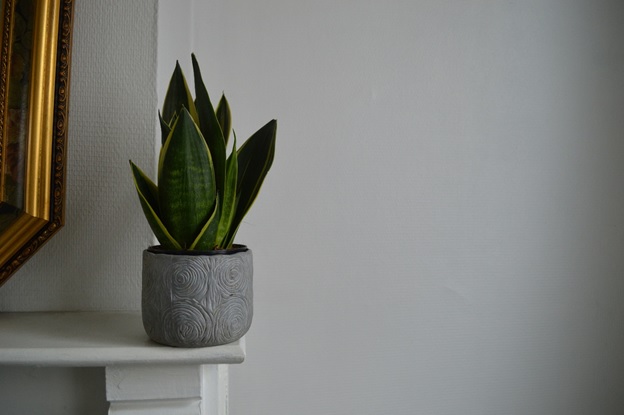 Container Gardening Made Easy: The Easiest Plants to Grow at Home